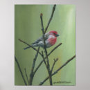 Pesquisar por finch pôsteres pósteres Natureza