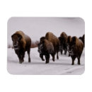 Pesquisar por bisonte cartoes Natureza