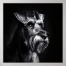 Pesquisar por schnauzer pôsteres pósteres Qualquer pessoa