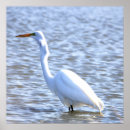 Pesquisar por grande egret branco pôsteres pósteres Vida selvagem