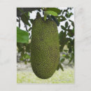 Pesquisar por bebidas tropicais cartoes postais Natureza