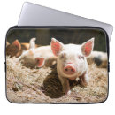 Pesquisar por leitão capas Animal