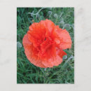 Pesquisar por red poppy cartoes postais Flor