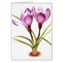 Pesquisar por açafrão cartoes postais Açafrões