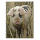 Pesquisar por porco rosa cadernos de notas Porquinho