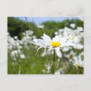 Pesquisar por vulgare do leucanthemum Branco