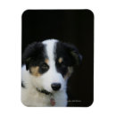 Pesquisar por de border collie imas Foto