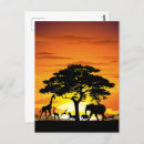 Pesquisar por african sunset cartoes postais Para todos