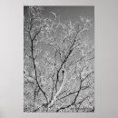 Pesquisar por photography pôsteres pósteres Branches