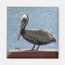 Pesquisar por pelicano marrom Pelecanus occidentalis
