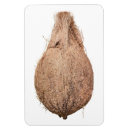 Pesquisar por cocos imas Fruta