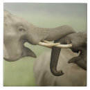 Pesquisar por luta azulejos Fauna