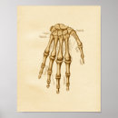 Pesquisar por ossos de mão pôsteres pósteres Anatomia
