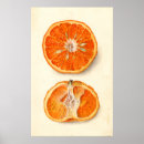 Pesquisar por tangerina pôsteres pósteres Qualquer pessoa