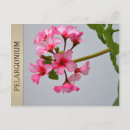 Pesquisar por floritismo Jardim