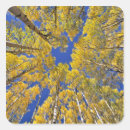 Pesquisar por aspen adesivos Natureza