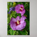 Pesquisar por hibiscus pósteres Natureza