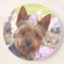 Pesquisar por yorkshire terrier porta copos Yorkie