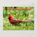 Pesquisar por cardeal norte cartoes postais Vermelho