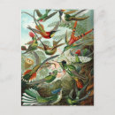 Pesquisar por ernst haeckel cartoes postais Beija flores