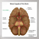 Pesquisar por sistema circulatório humano pôsteres pósteres Anatomia