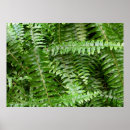 Pesquisar por green nature pôsteres pósteres Natureza