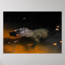 Pesquisar por desenho crocodilo pôsteres pósteres Ilustração