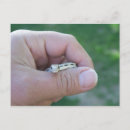 Pesquisar por répteis cartoes postais Deserto