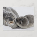 Pesquisar por postacard cartoes postais Fofo