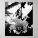 Pesquisar por floral preto branco posters pôsteres pósteres Para ela