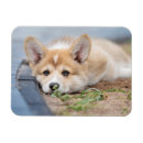 Pesquisar por welsh imas Cachorro da rainha