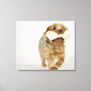 Pesquisar por yorkshire terrier impressão de canvas Comprimento completo