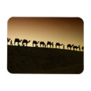 Pesquisar por camel imas Deserto