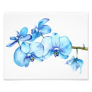 Pesquisar por orquídea azul pósteres Flores