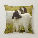 Pesquisar por cabra boer Bode