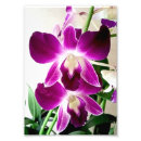 Pesquisar por orquídeas roxas pósteres Natureza