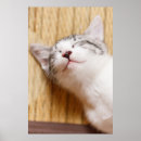 Pesquisar por sono pósteres Gatinho