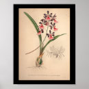 Pesquisar por orquídeas de florescência Colorido