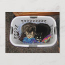 Pesquisar por gatinhos cartoes postais Cesto