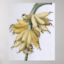 Pesquisar por pierre joseph redoute pôsteres pósteres Botânico