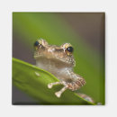 Pesquisar por coqui imas Rã