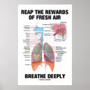 Pesquisar por sistema respiratório pósteres Anatomia