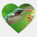 Pesquisar por hummingbird adesivos Colorido