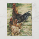 Pesquisar por galinha pintinhos cartoes postais Galo
