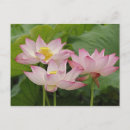 Pesquisar por nucifera do nelumbo Adam jones