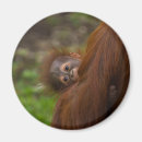 Pesquisar por conservação imas Amor