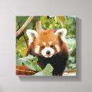 Pesquisar por panda impressão de canvas Animal