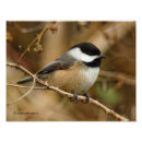 Pesquisar por chickadee Branco