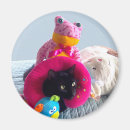 Pesquisar por foto engraçada do gato imas Bonito