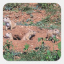 Pesquisar por cão pradaria Mamíferos